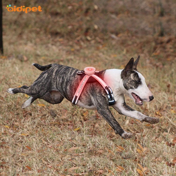 The Benefits Of The LED Shining Dog Leash 1 The Benefits Of The LED Shining Dog Leash